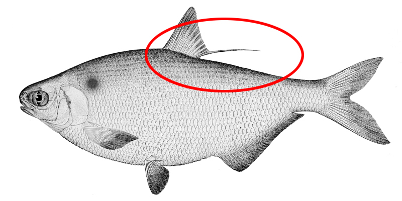 <p>Dorosomatidae</p><p><span>Dorosoma cepedianum (Gizzard shad) </span></p>