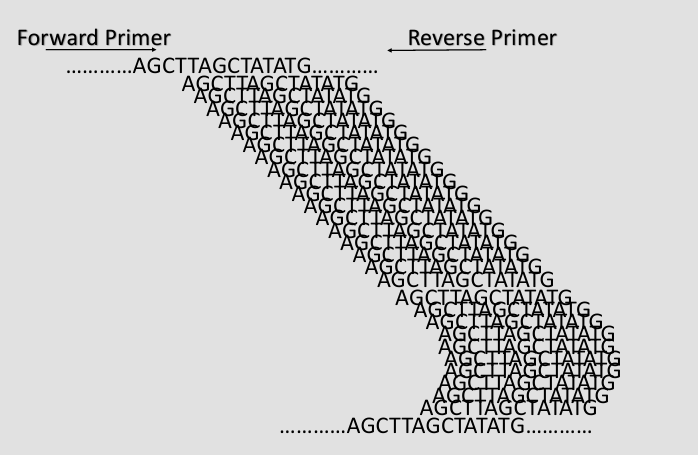<p>_______: a region of DNA is targeted and amplified exponentially</p>