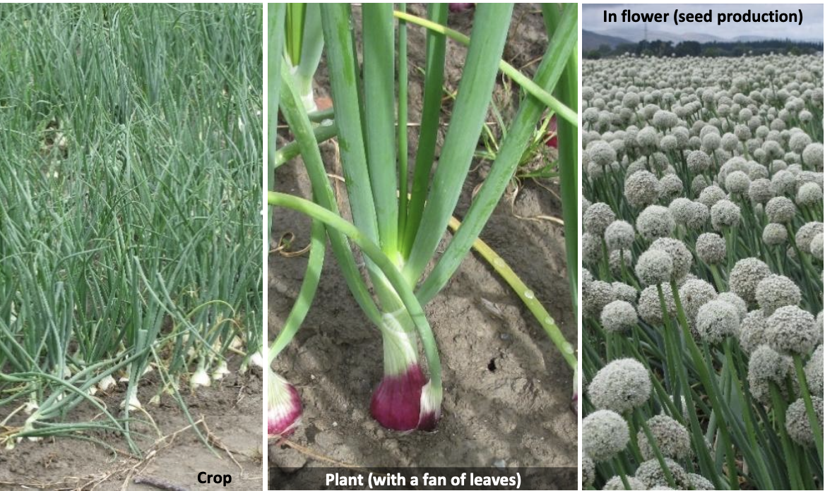<p><strong>Plant family:</strong> Alliaceae<br><strong>Life cycle:</strong> Biennial (grown as an annual)<br><strong>Key persistence / spread:</strong> Bulb and seed<br><strong>Farming systems:</strong> Vegetable cropping</p><p><strong> How to identify</strong></p><p>This crop produces narrow, upright leaves that are hollow and tubular, arising directly from a swollen underground structure. Leaves are blue‑green and waxy, with no branching.</p><p>All above‑ground parts emit a strong, unmistakable smell when crushed. Leaves grow vertically rather than spreading, forming sparse canopies compared with leafy vegetables.</p><p>If allowed to complete its life cycle, a tall flowering stalk develops, ending in a round globe of small white flowers.</p>