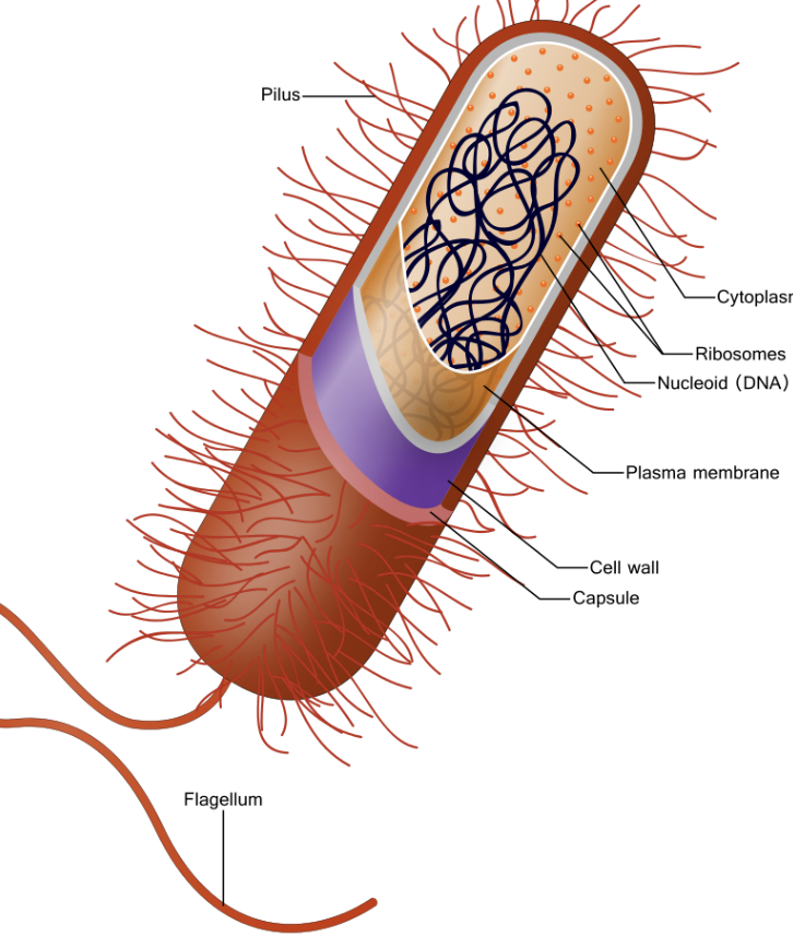 <p>Cell wall, capsule, plasma membrane, nucleoid, ribosomes, cytoplasm, flagellum, pilus</p>