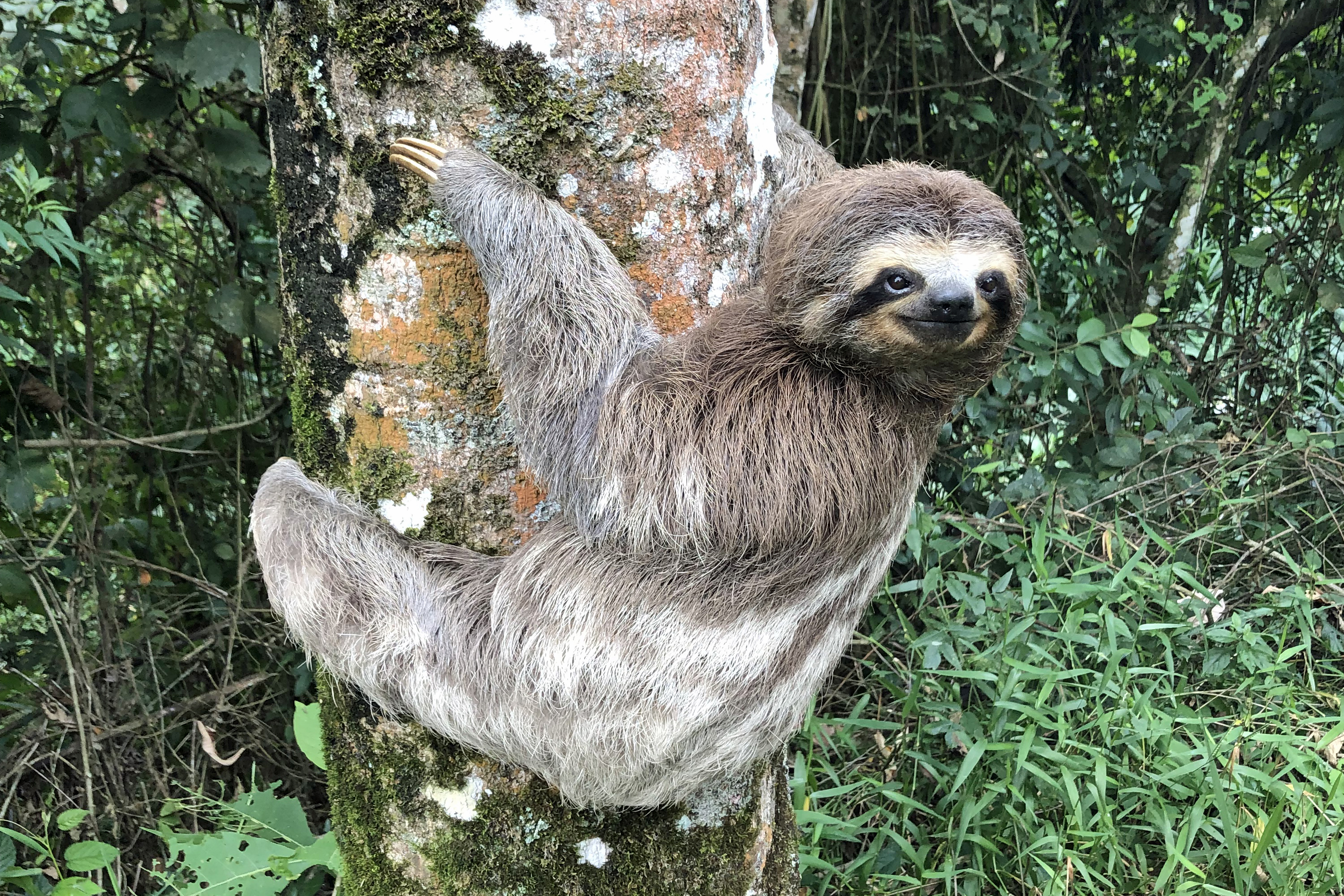 <p>Sloth</p>