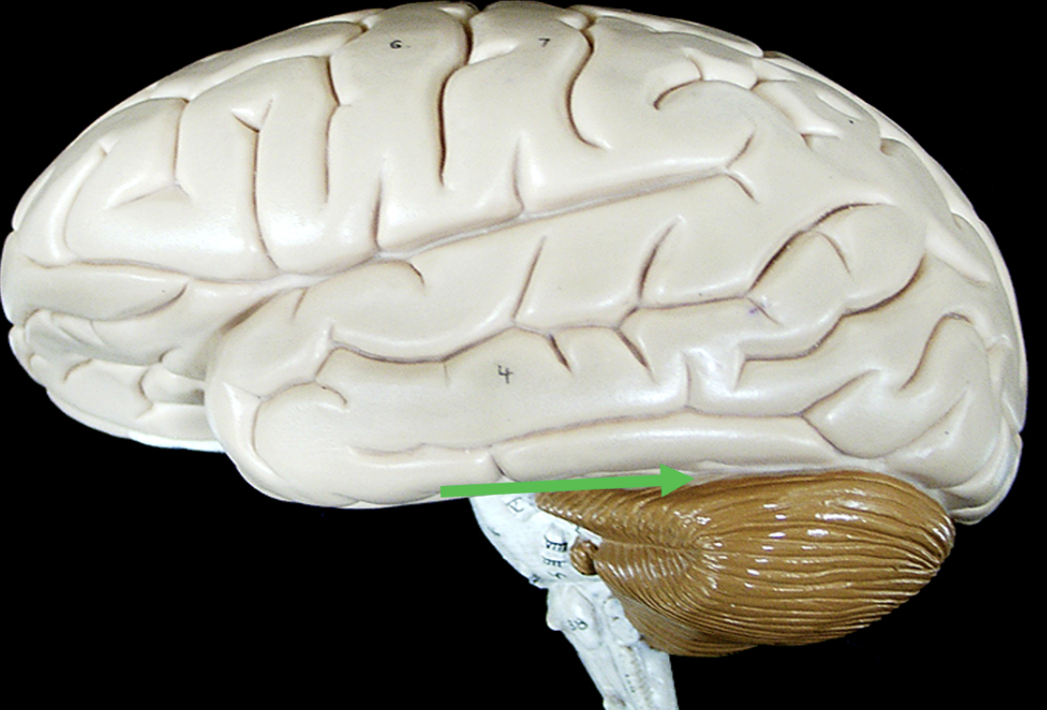 <p><span>Identify the space on the brain indicated by the pointer.</span></p>