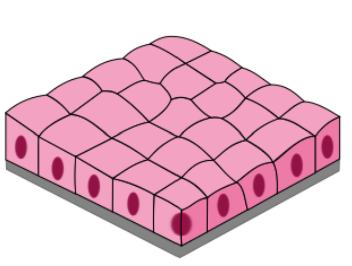 <ul><li><p>Single layer of square (cube-shaped) cells</p></li><li><p>Allows for secretion and absorption (or reabsorption)</p></li><li><p>Forms protective linings</p></li></ul><p></p>