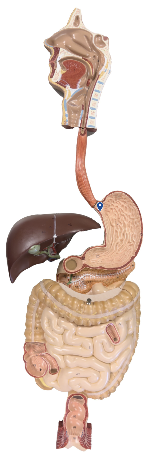 <p>Name this region of the stomach.</p>