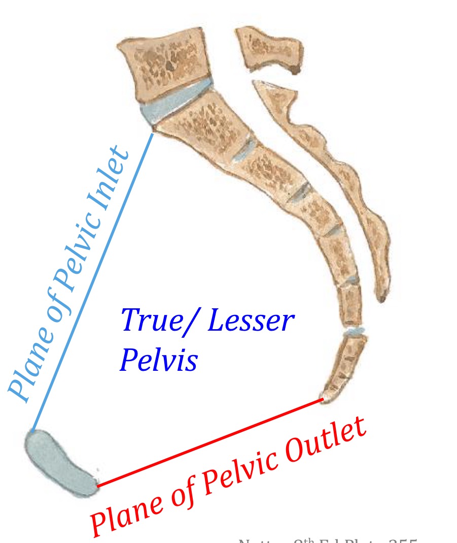 <p>The area between the pelvic inlet and pelvic outlet</p><ul><li><p>Plevic organs: rectum, bladder, ureters, prostate and seminal vesicles (males), vagina + uterus + ovaries (females), blood vessels, lymphatics, nerves</p></li></ul><p></p>