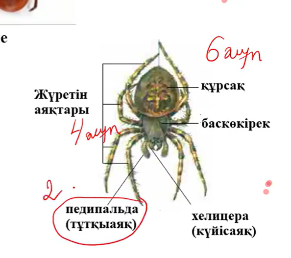 <p>барлығы-6 жұп,жүретін аяғы-4 жұп,2 жұп алдыңғы: педипальда(тұтқыаяқ) және хелицера(күйісаяқ),бөліп шығару мүшесі-мальпигий түтікшелері</p>
