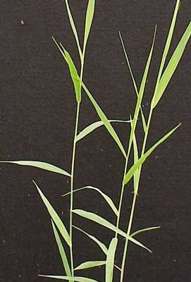 <p>An invasive grass ranging from $$4$$ to $$12$$ ft in height with broad blue-green leaves and dense feathery tan or brown seed heads.</p>