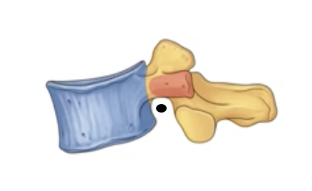 <p><span>Indentations on the top and bottom of the pedicles. When vertebrae stack, they form holes (<strong>intervertebral foramina</strong>) for spinal nerves to exit</span></p>