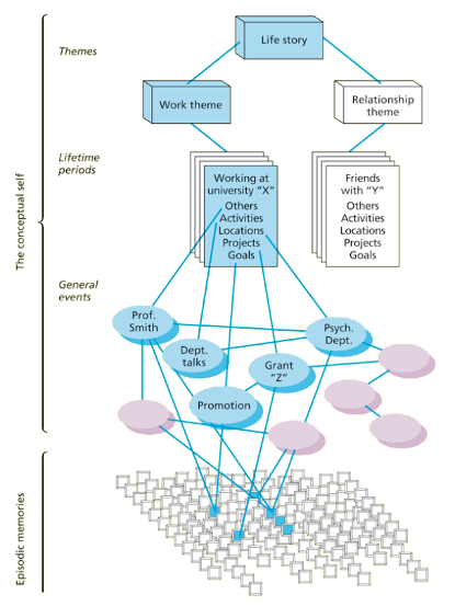 <p>Memories are organized into life themes and reconstructed based on current beliefs</p>