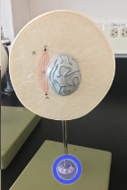 <p>Identify this stage of mitosis</p>