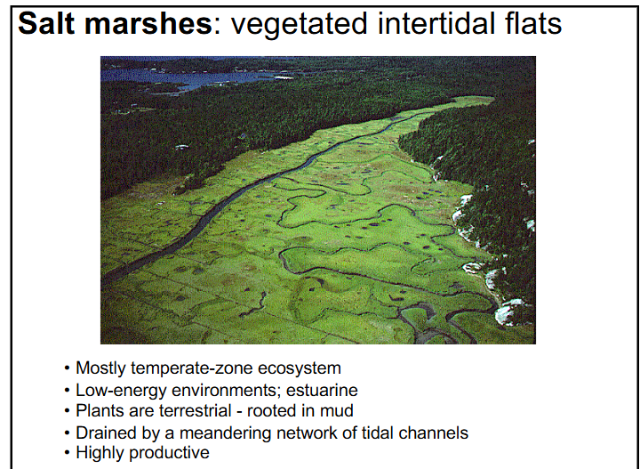 <p>-mostly temperature-zone ecosystem</p><p>-low-energy environments; estuarine</p><p>-plants are terrestrial (rooted in mud)</p><p>-drained by a meandering network of tidal channels</p><p>-highly productive</p>