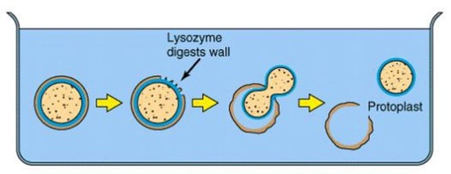<p>A gram-positive cell that has completely lost its cell wall.</p>