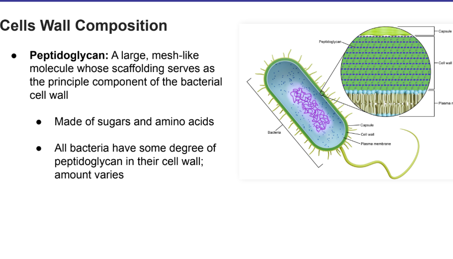 <p><strong>Peptidoglycan</strong>: A large, mesh-like molecule whose scaffolding serves as the principle component of the bacterial cell wall</p><ul><li><p>Made of <strong>sugars </strong>and a<strong>mino acids</strong></p></li><li><p>All bacteria have some degree of peptidoglycan in their cell wall;<strong> amount varies</strong></p></li></ul><p></p>