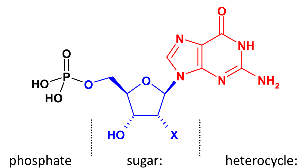 <p>phosphate</p><p>sugar: ribose- X = OH (RNA) 2’-deoxyribose: X-H (DNA)<br>nucleobase </p><p></p>