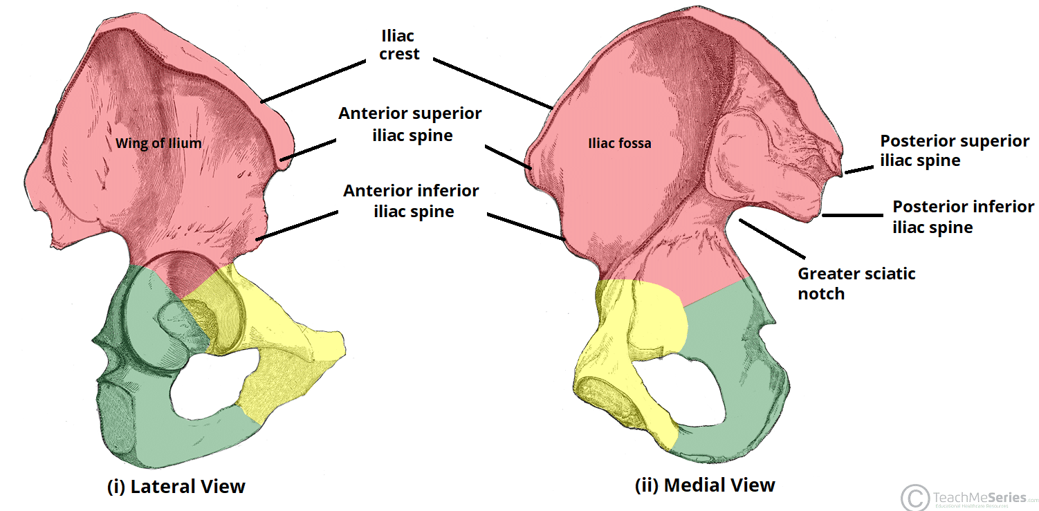 <ul><li><p>largest bone of hip</p></li><li><p>contributes part of upper acetabulum</p></li><li><p>features</p><ul><li><p>ala [“wing”]</p></li><li><p>iliac crest</p></li><li><p>ASIS &amp; AIIS</p></li><li><p>iliac fossa</p><ul><li><p>*osteoporosis may thin iliac fossa</p></li><li><p>where iliacus sits</p></li></ul></li><li><p>auricular surface</p><ul><li><p>articulates w/ sacrum at sacroiliac joint</p></li></ul></li><li><p>gluteal lines</p><ul><li><p>muscle attachment for glute muscles</p></li></ul></li></ul></li></ul><p></p>