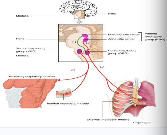 <p>Medulla controls respiration </p>