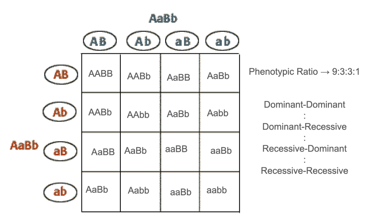 <ul><li><p>Dominant - Dominant: at least one big A, and one big B</p></li><li><p>If both parents are heterozygous for both genes, the ratio for the phenotypic ratio 9:3:3:1</p></li></ul><p></p>