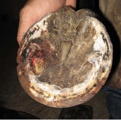 <p>This is one of the most causes of severe lameness in a horse. What is it?</p>