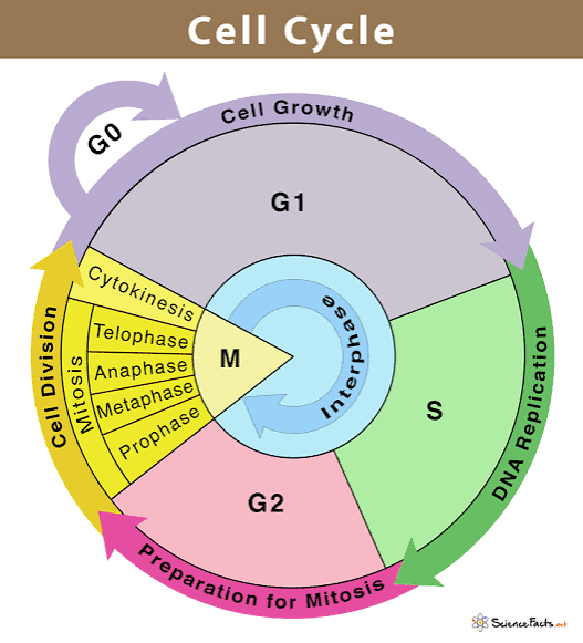<p>What is the Cell Cycle? </p>