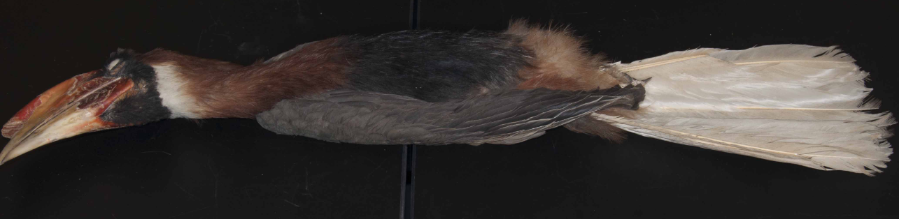 <p>Hornbill</p>