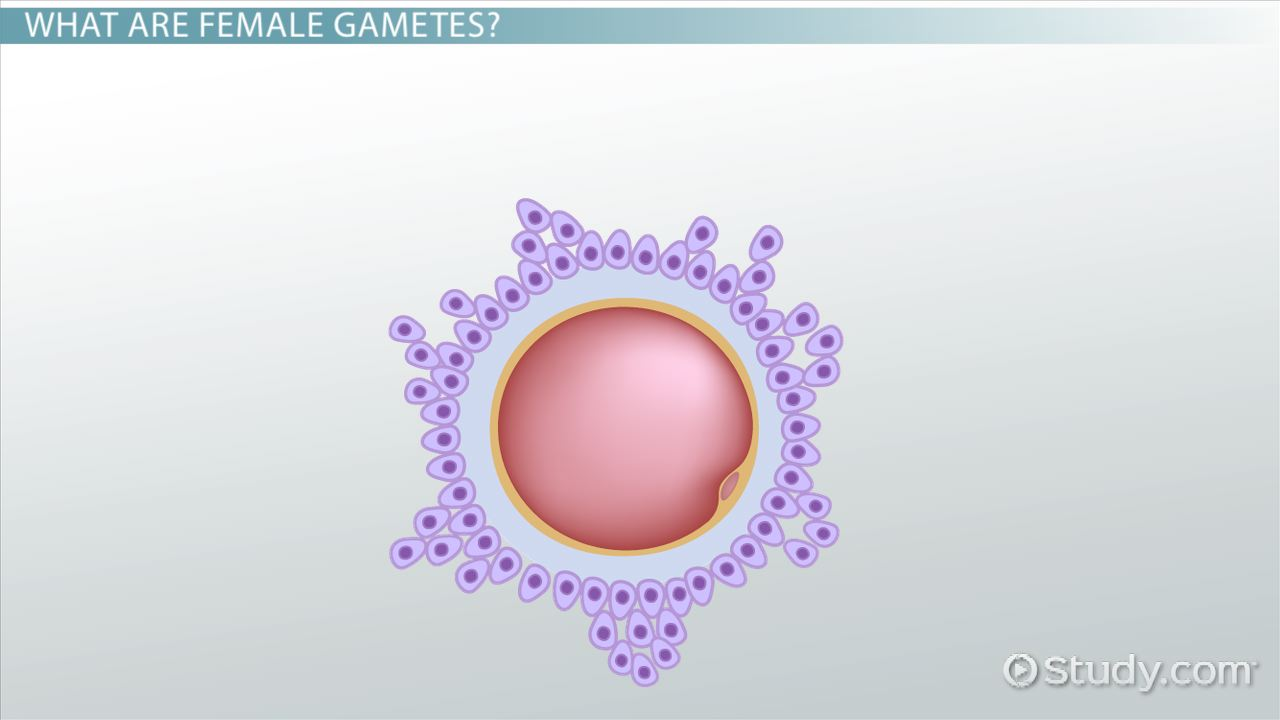 <p>Label parts of a female gamete</p>