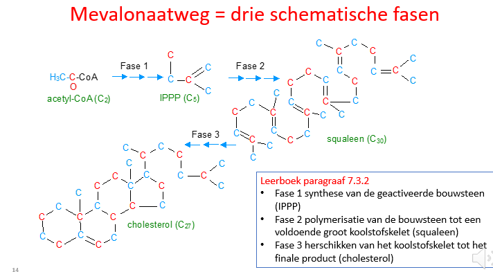 <p><span>MAAR DE METABOLIETEN, DE TUSSENSTAPPEN, DE ENZYMES MOET JE ALLEMAAL NIET KENNEN.</span></p><p style="text-align: left;"><span><br>WEL WETEN DAT HMG-COA REDUCTASE DE SNELHEIDSBEPALENDE STAP IS EN DAT WE HEEL GOEDE MEDICIJNEN HEBBEN DIE EROP INGRIJPEN (DUS DIE HMG-COA REDUCTASE ZULLEN REMMEN WAARDOOR WE MINDER CHOLESTEROL MAKEN, MINDER CHOLESTEROL IN ONS BLOED POMPEN EN DAARDOOR MINDER CARDIOVASCULAIRE ZIEKTEN ZIEN BIJ PATIËNTEN DIE ANDERS TE HOGE CHOLESTEROL HEBBEN EN DUS HARTINFARCTEN EN BEROERTES ZOUDEN KRIJGEN.</span></p>