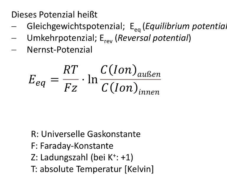 <ol><li><p><span>K⁺ wandert durch die Membran nach links. Aufgrund des chemischen Gradient</span></p></li></ol><ol><li><p><span>Rechts bleiben negative Ladungen zurück → die rechte Seite wird negativer.</span></p></li><li><p><span>Links sammeln sich positive Ladungen an → die linke Seite wird positiver.</span></p></li><li><p><span>Dadurch entsteht ein </span><strong><span>elektrischer Gradient</span></strong><span>, der die K⁺-Ionen wieder nach rechts zieht.</span></p></li></ol><p></p><p>Durch die Nerst´schen Gleichung wir das Potenzial bestimmt für das die betreffende Ionensorte bei gegebener Konzentration auf beiden auf beiden Seiten der Membran im elektrochemischen Gleichgewicht ist</p><p>=><span>Das </span><strong><span>Nernst-Potential</span></strong><span> ist die Spannung, bei der sich chemischer und elektrischer Gradient eines bestimmten Ions genau ausgleichen. Dadurch gibt es für dieses Ion keinen Nettofluss mehr durch die Membran.</span></p><p>Im Gleichgewichtszustand:</p><ul><li><p>Einfluss des chemischen und des elektrischen Gradienten auf die K+-Ionen heben sich gegenseitig auf.</p></li><li><p>Elektrochemischer Gradient und Netto-Ionen-Übertritt sind 0.</p></li><li><p>Ein Konzentrationsausgleich wird also nicht erreicht.</p></li></ul><p></p>