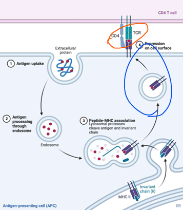 <p>exogenous; endocytosis; endosome<br><br>Rough ER; invariant; golgi; endosome; cleaves; bind<br><br>Helper; B2</p>