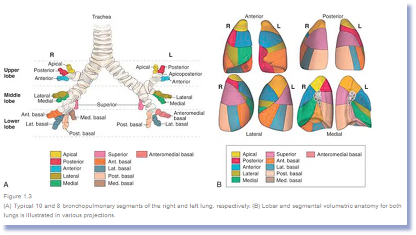 <p>Smallest segments of lungs that can be surgically removed without affecting the surrounding lung tissue. </p><p></p><p>They are functionally independent and receive their own air supply from tertiary bronchi. </p>