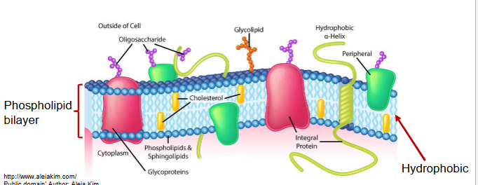 <p>define the external boundaries of cells and separate cell compartments</p><p>consist of proteins embedded in or associated with a lipid bilayer </p>