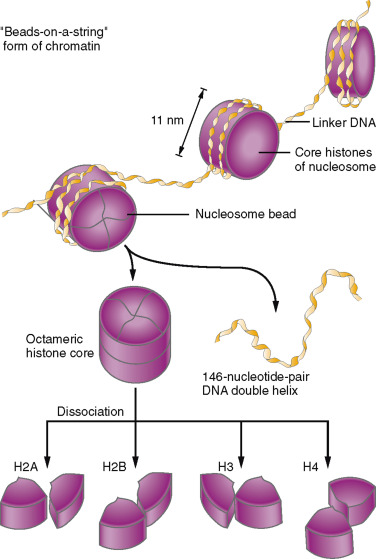 <p>Regulate turning genes on and off.</p>