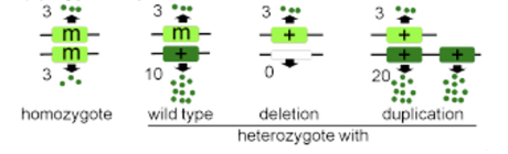 <p>partial or reduced function, usually recessive</p>