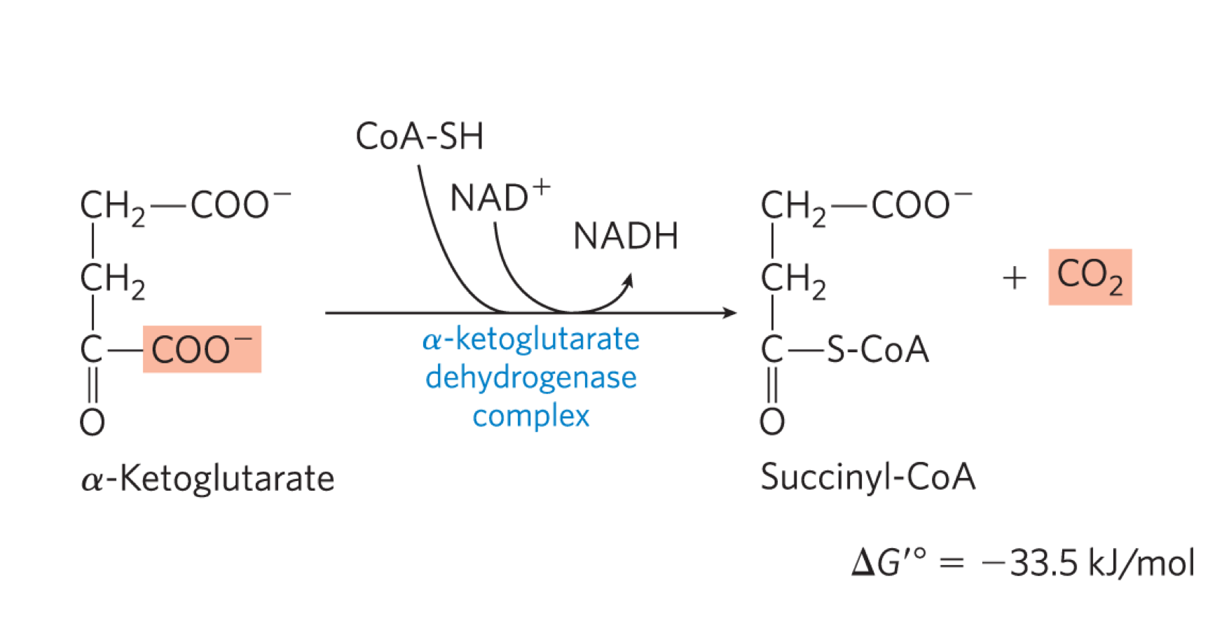 <ul><li><p>alpha-ketoglutarate is decarboxylated.oxidised and bound to COA by the alpha-ketoglutrate dehydrogenase complex (alpha-KGDH), generating succinyl COA, CO2 + NADH </p></li><li><p>occurs by the same method as PDC (i.e. same 5 co-factors, similar E1 + E2, identical E3) </p></li><li><p>back to 4C </p></li><li><p>irreverisble rxn </p></li><li><p>high -ve delta G knot</p></li></ul><p></p>