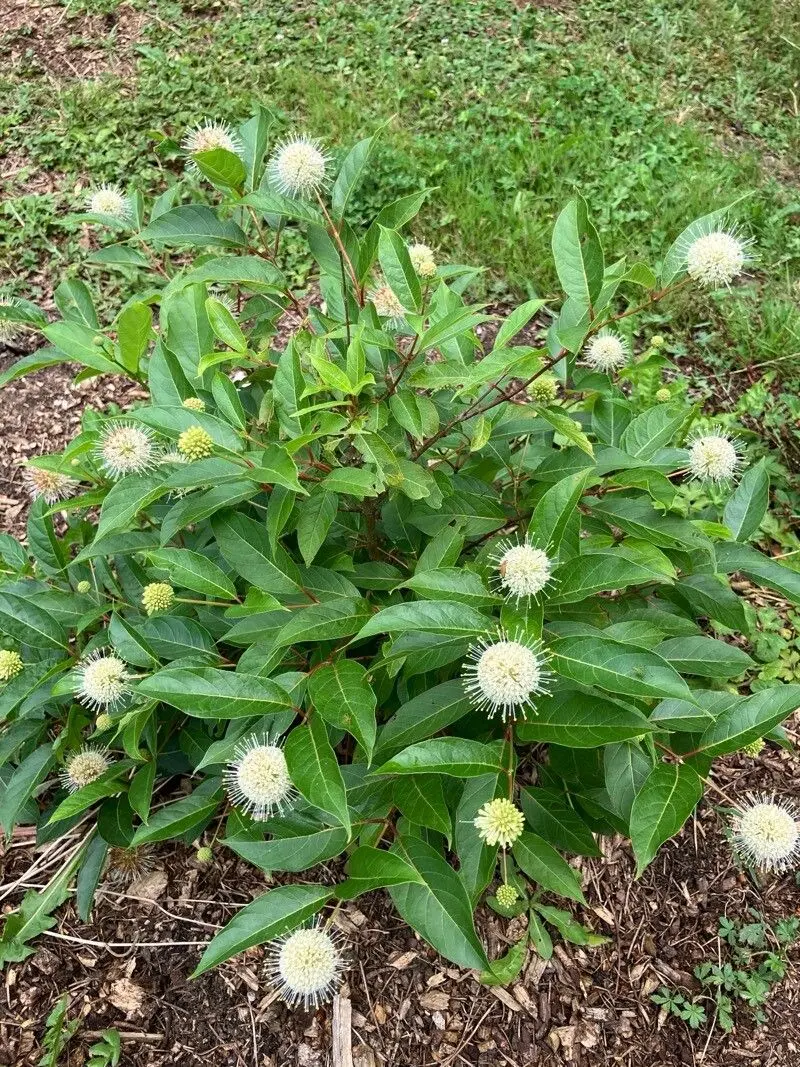 <p>Sprawling shrub, growing directly out of standing water or deep mud at edge of ponds and flood planes</p>