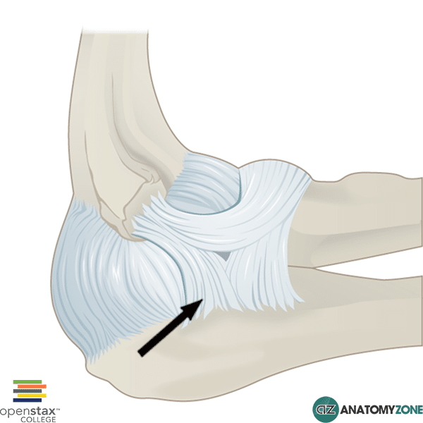 <p>What Elbow Ligament?</p>