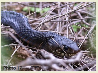 <p>nonvenomous (protected species)</p>