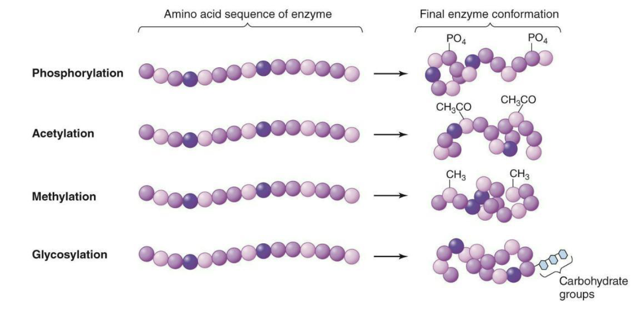 <ul><li><p>Modification of proteins with different chemical groups or carbohydrates can affect their folding, and serve to <strong><em>activate</em></strong> or <strong><em>inhibit</em></strong> protein function</p><ul><li><p>Phosphorylation</p></li><li><p>Acetylation</p></li><li><p>Methylation</p></li><li><p>Glycosylation</p></li></ul></li></ul><p></p>