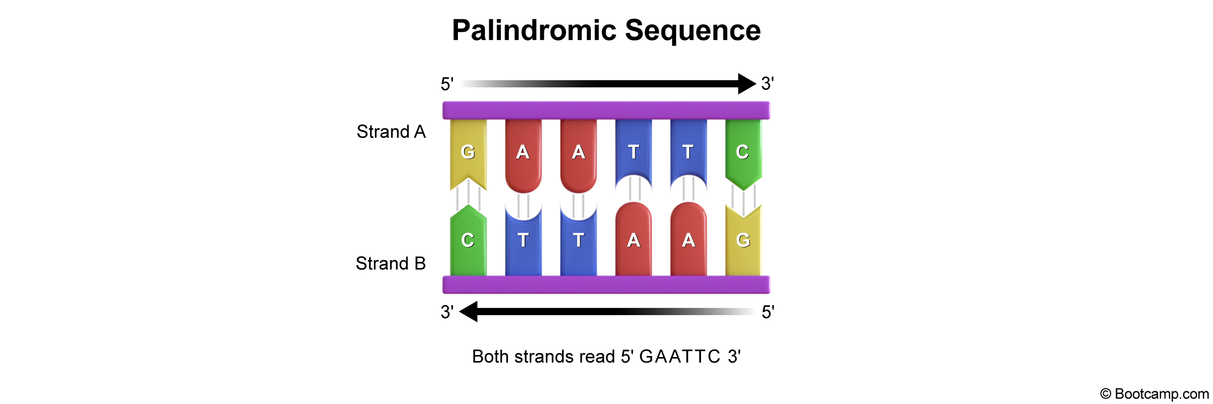 <p>Palindromic sequences </p>