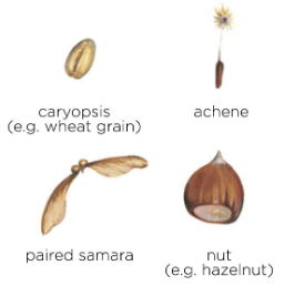 <p>does not split open when ripe</p>