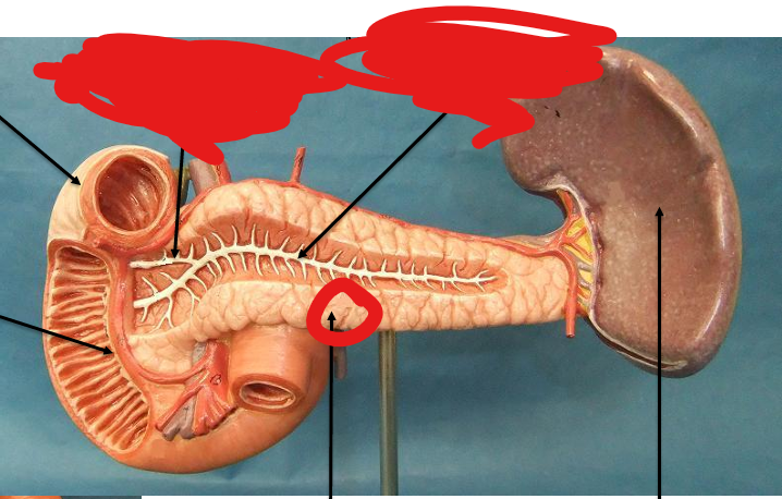 <p>What is this organ </p>