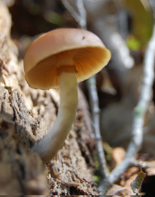 <p>Galerina marginata</p><p>Saprophyte</p>