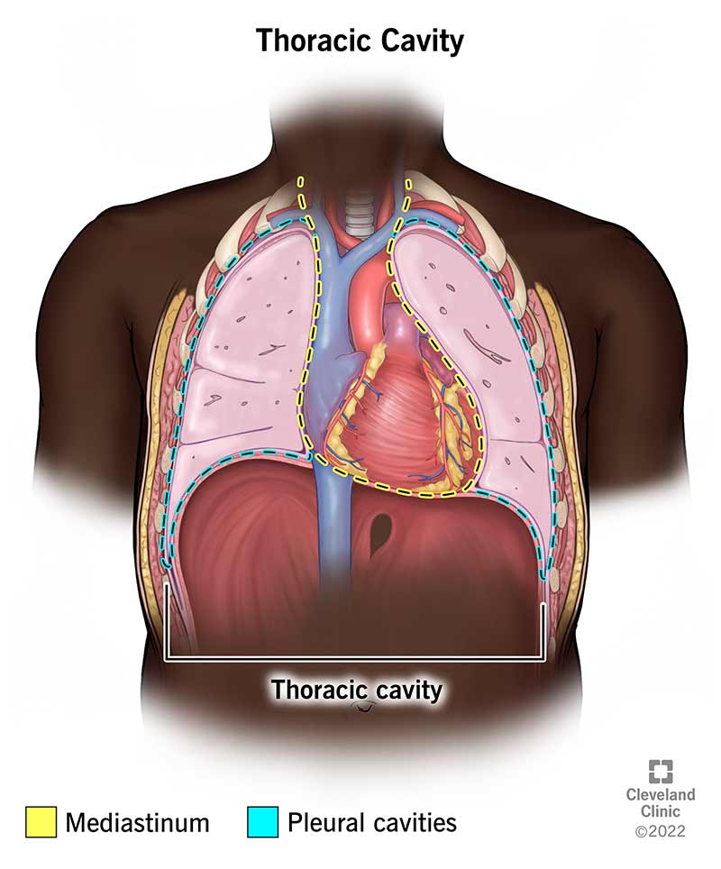 <p>heart and lungs </p>