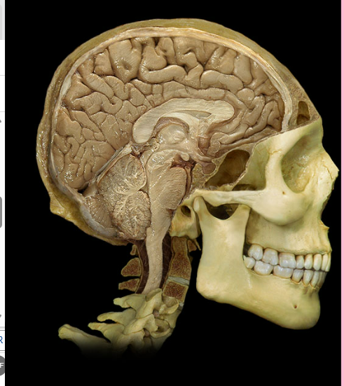 <p>Locate the pituitary gland.</p>