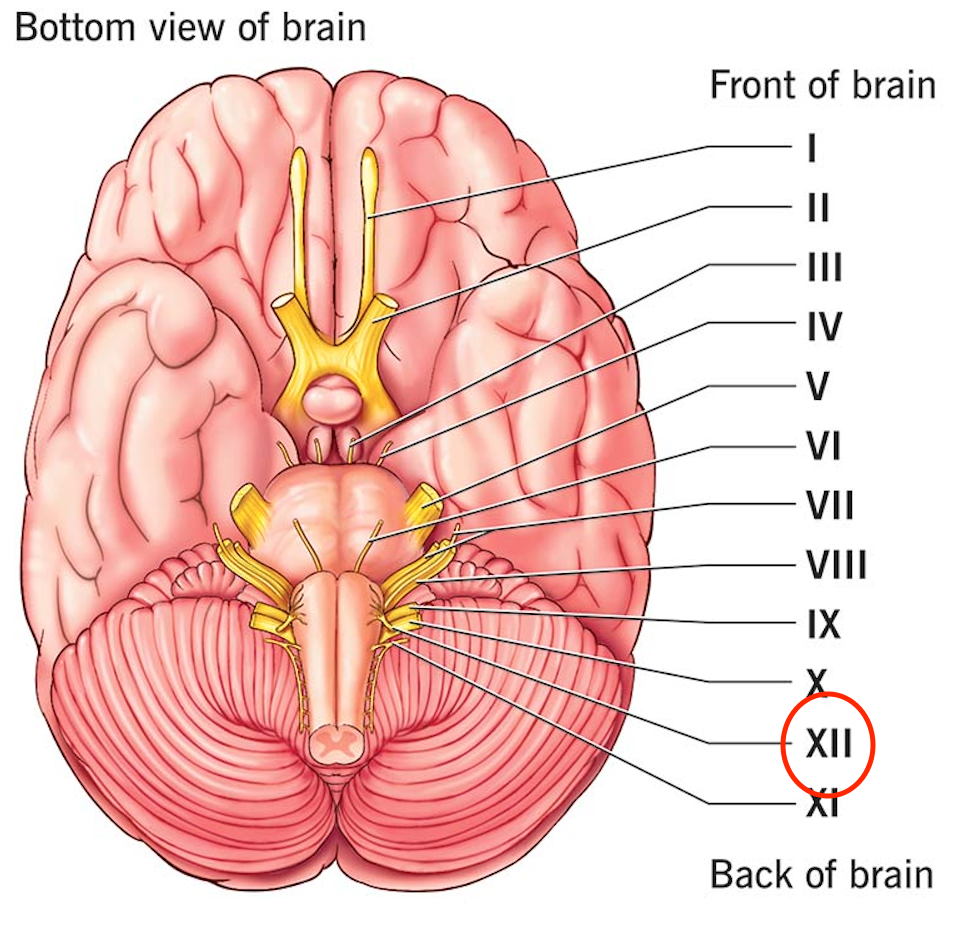 knowt flashcard image