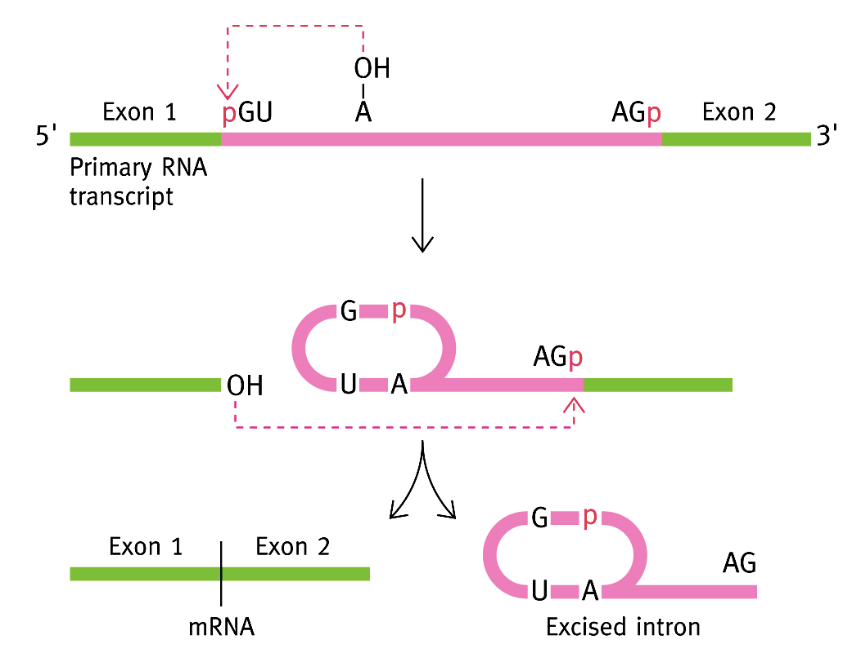 <p>1) PO<sub>4</sub> (position 5’) de guanine attaqué par OH (position 2’) d’adénine située 7 bases en aval du site de branchement (formation boucle)</p><p>2) Cassure des chaînes (extrémité 3’ de l’exon 1) → 3’ libre</p><p>3) L’extrémité 3’ libre de l’exon 1 réagit avec l’extrémité 5’ libre de l’exon 2</p>