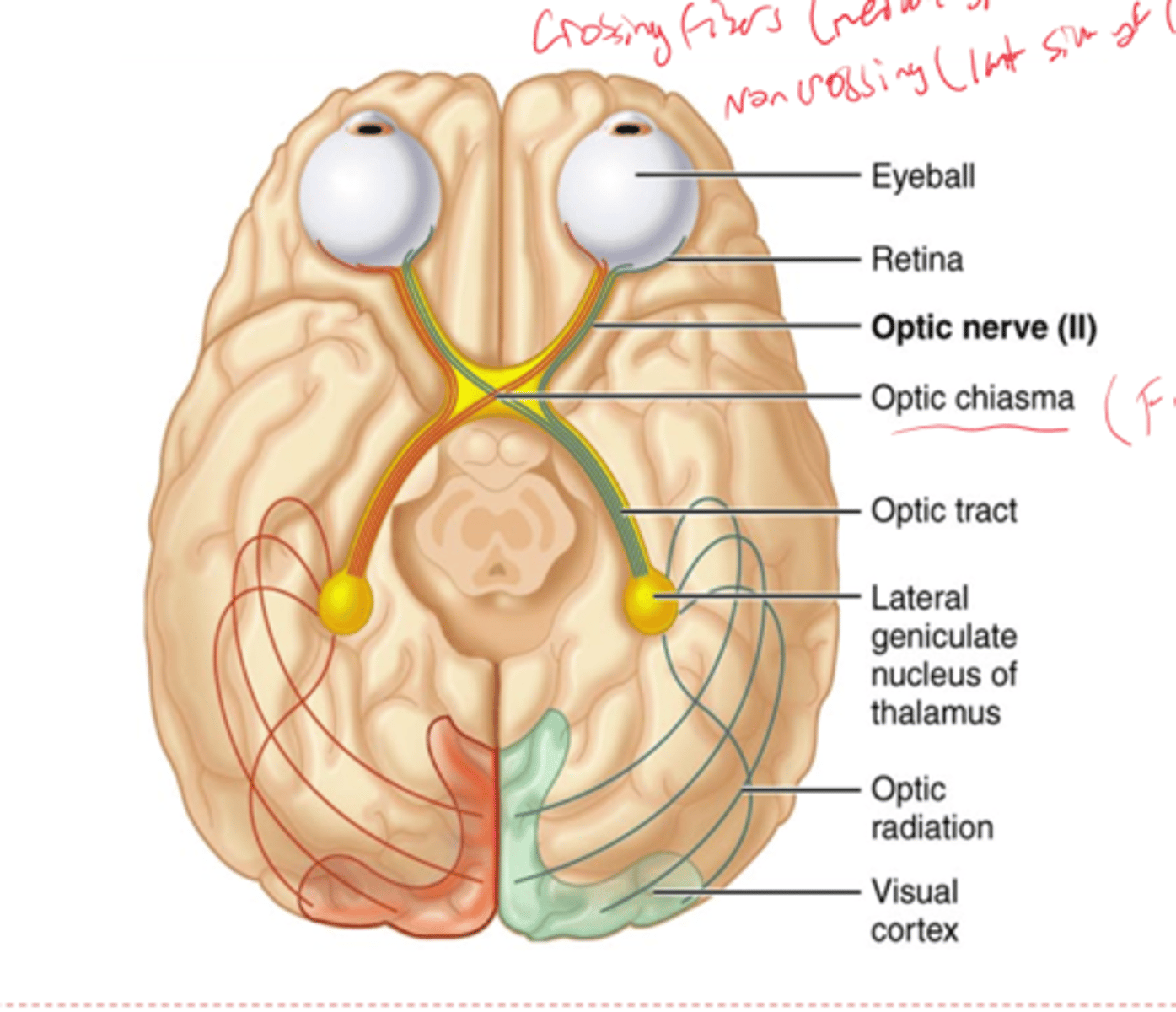 <p>Crossing of nerve fibers</p>