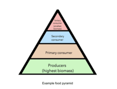 <p>primary consumers</p>