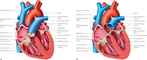 <p><span style="background-color: transparent;">Receives blood from the pulmonary veins</span></p>
