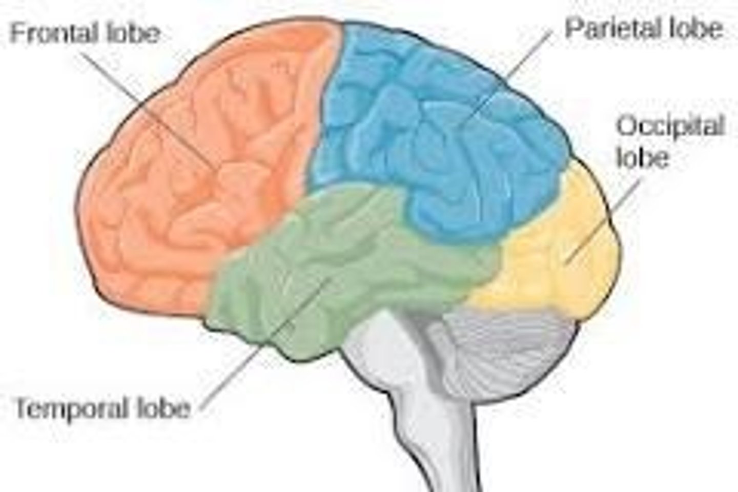 <p>Frontal, parietal, temporal, and occipital.</p>