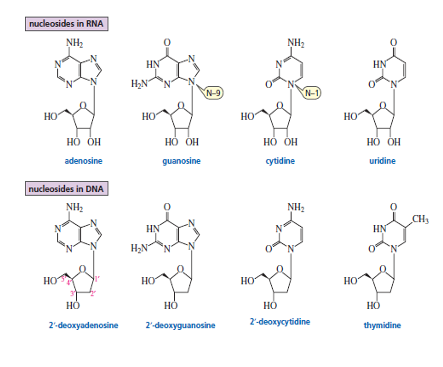 <ul><li><p>A <strong>nucleoside</strong> is composed of:</p><ul><li><p>A <strong>nitrogenous base</strong></p></li><li><p>A <strong>pentose sugar</strong> (ribose or deoxyribose)</p></li></ul></li><li><p>It <strong>does NOT contain a phosphate group</strong>.</p></li><li><p>Types:</p><ul><li><p><strong>Ribonucleoside</strong> → contains ribose (RNA)</p></li><li><p><strong>Deoxyribonucleoside</strong> → contains deoxyribose (DNA)</p></li></ul></li></ul><p></p>